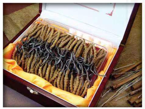 灵石冬虫夏草回收